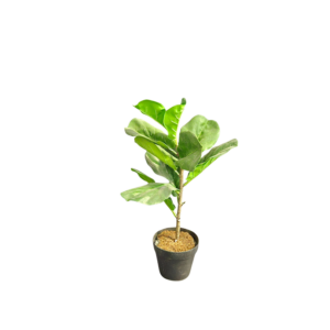 2' Fiddle Leaf Tree Faux X-Small