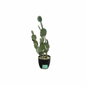 32" H Bunny Ear Cactus in Black Pot