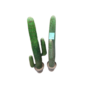 4' 8" H Desert Faux Cacti Plant w/ Black Planter