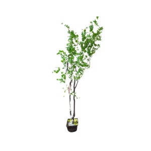 8' Enkianthus Faux Tree