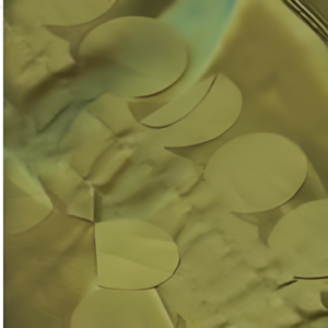 90" Avocado Mini Flutter