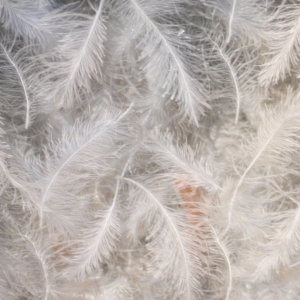 90"X90" White Embroidered Feathers Overlay